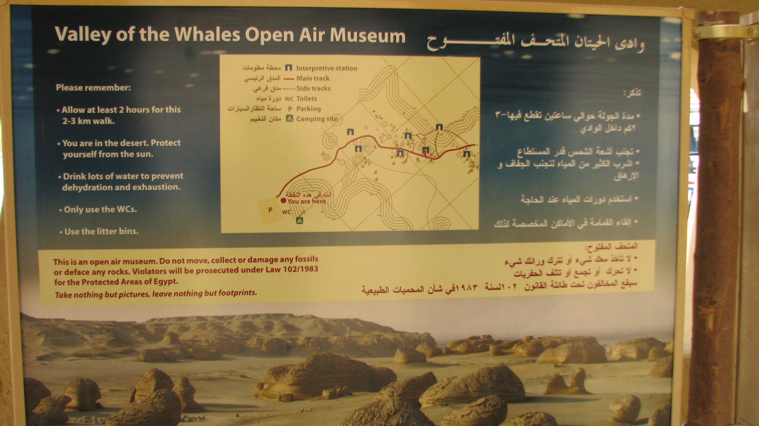 Valley of the Whales Open Air Museum