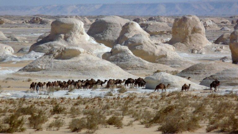 white desert camel trekking tour